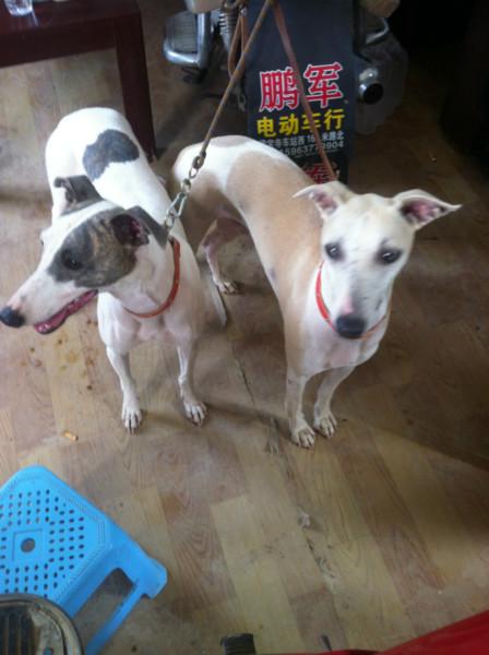 供應北京格力犬價格