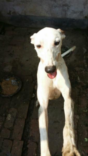 供應(yīng)格力犬*打獵