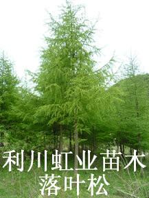 供應(yīng)落葉松苗/日本落葉松樹(shù)苗/30cm以上落葉松樹(shù)苗