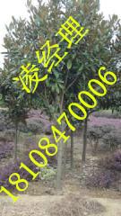 供應(yīng)廣玉蘭，廣玉蘭價(jià)格，廣玉蘭批發(fā)