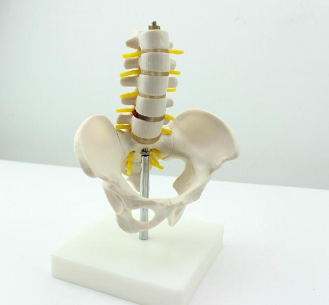 供應(yīng)人體小型骨盆帶五節(jié)腰椎模型