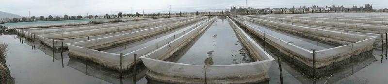 供應(yīng)水蛭青年苗，浙江水蛭青年苗批發(fā)價格，杭州水蛭青年苗*價格