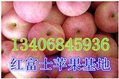 供應(yīng)紙袋/膜袋/紙加膜紅富士蘋果產(chǎn)地/紅富士蘋果價格