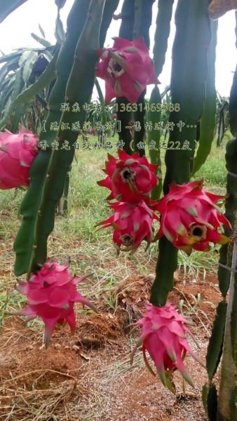 供應(yīng)廣西火龍果苗，廣西火龍果果苗供應(yīng)商-廣西北?；瘕埞缗l(fā)