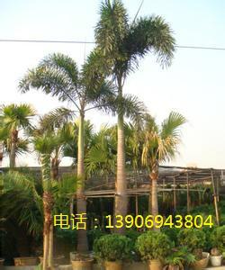 供應(yīng)杭州狐尾椰子價(jià)格 杭州狐尾椰子供應(yīng)商