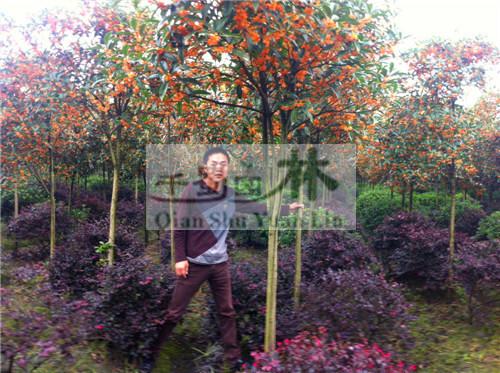供應丹桂，高桿高分枝丹桂，丹桂價格，*丹價格
