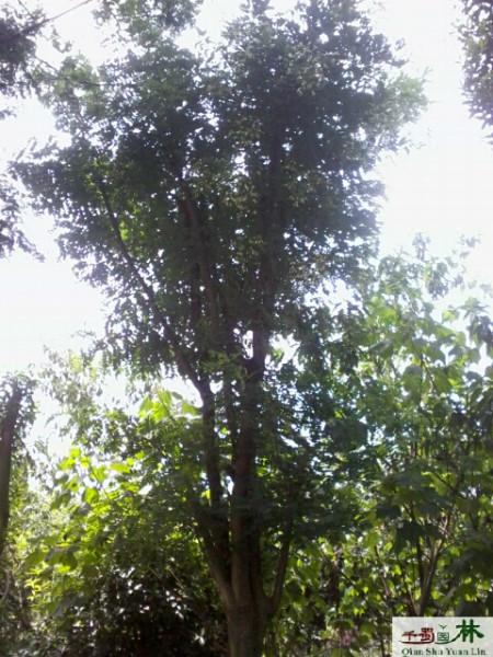 供應(yīng)國槐*國槐，國槐價(jià)格，國槐產(chǎn)地