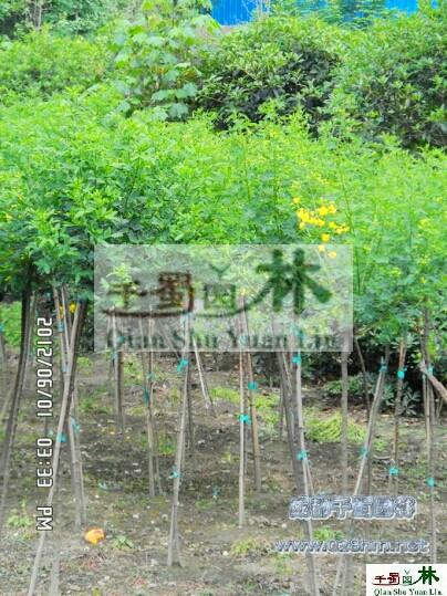 供應(yīng)黃花槐，*黃花槐產(chǎn)地