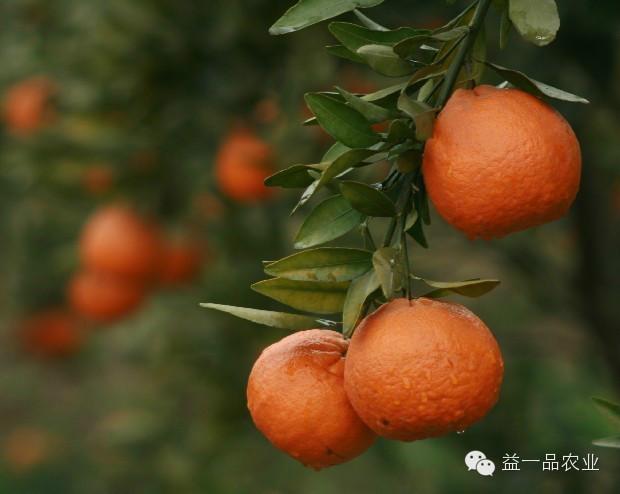 供應愛媛38號果苗,愛媛38號果苗批發(fā)