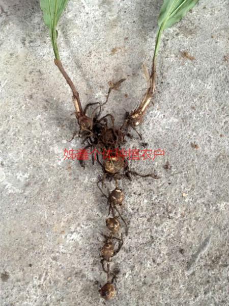 供應(yīng)用于中藥材的毛慈菇種苗