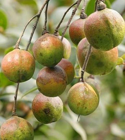 供應(yīng)大果紅花油茶苗軟枝油茶嫁接苗