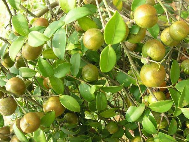 供應(yīng)廣西豐產(chǎn)型高油軟枝油茶嫁接苗