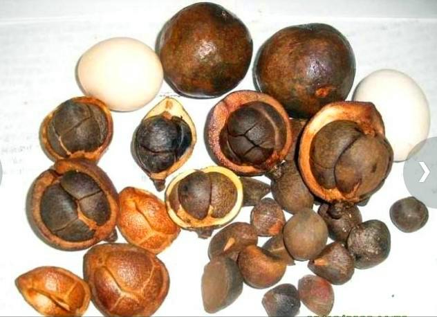 廣西豐產(chǎn)型高油軟枝油茶嫁接苗圖片