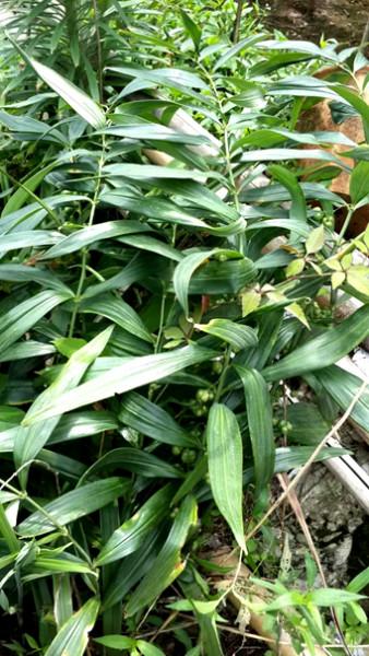 供應(yīng)成都黃精種子批發(fā)價格_成都黃精種子供貨商_成都黃精種子直銷價格