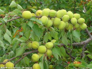 供應(yīng)貴陽金太陽杏樹苗哪里有種植基地  杏樹苗小苗