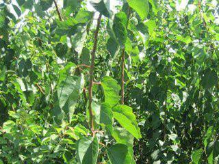 供應(yīng)貴陽金太陽杏樹苗哪里有種植基地  杏樹苗小苗