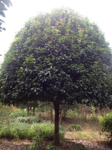 供應(yīng)湖南桂花圖片,,供應(yīng)湖南桂花圖片,報(bào)價(jià)桂花圖片