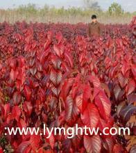 供應(yīng)紅葉櫻花紅葉櫻花接穗紅葉櫻花價(jià)格