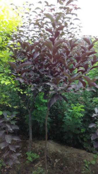 供應(yīng)紅葉櫻花紅葉櫻花接穗紅葉櫻花價(jià)格