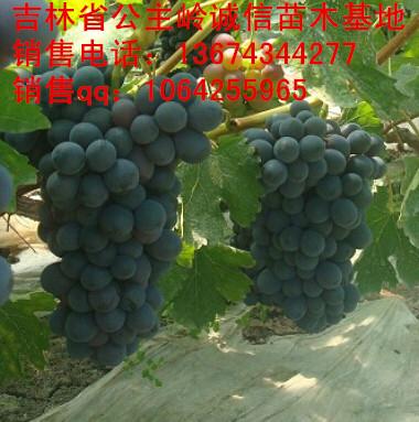 供應長春蜜汁葡萄苗基地、哪有出售茉莉香吉林葡萄苗的