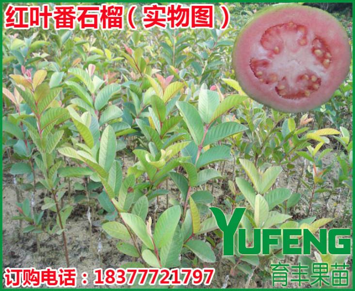 供應(yīng)紅心番石榴苗