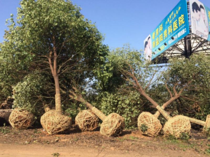 供应益阳香樟价格 湖南益阳是资阳区绿鑫园林香樟基地图片