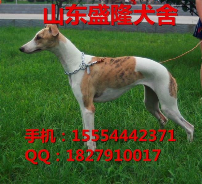 格力犬幼犬价格图片