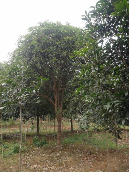 貴州貴陽(yáng)桂花大樹(shù)價(jià)格圖片