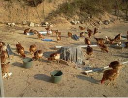 供應紅公雞苗價格，廣州鳳雛家禽*科技全自動孵化，紅毛公雞批發(fā)