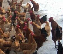 供應(yīng)青腳雞苗多少錢一只