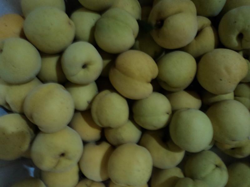供應桃產(chǎn)地仙桃