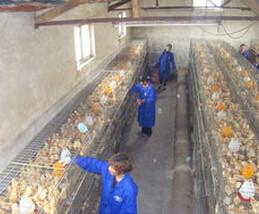 供應(yīng)快大黃