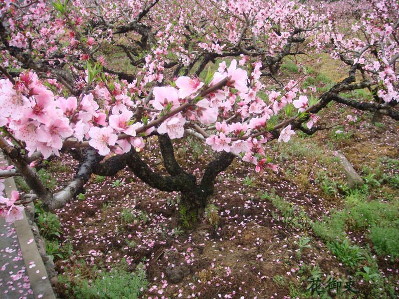 供應奉化市王家山水蜜桃苗種植園，奉化市王家山水蜜桃苗種植園