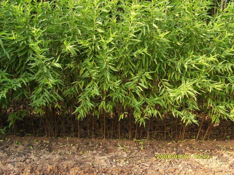 供應(yīng)用于的寧波1年生新品種水蜜桃苗，奉化新品種水蜜桃苗專業(yè)種植