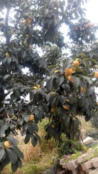 供應(yīng)柿子采摘