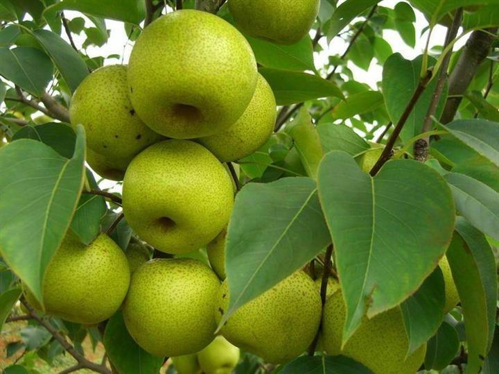 供應(yīng)梨--昌黎葡萄溝山水人家農(nóng)家院