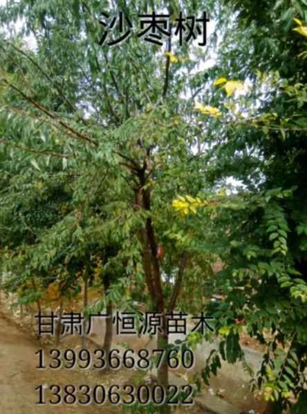 供應(yīng)沙棗樹甘肅沙棗樹苗沙棗樹供應(yīng)商