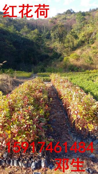 广州市广州鸡年新春山杜英厂家