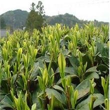 供應(yīng)明前碧螺春茶葉_蘇州東山明前碧螺春茶葉_蘇州東山明前碧螺春茶葉價(jià)格