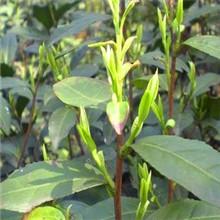 供應(yīng)蘇州碧螺春茶農(nóng)直銷_東山碧螺春茶農(nóng)直銷_蘇州東山碧螺春茶農(nóng)直銷