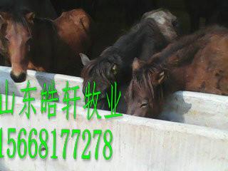 供應(yīng)養(yǎng)肉馬