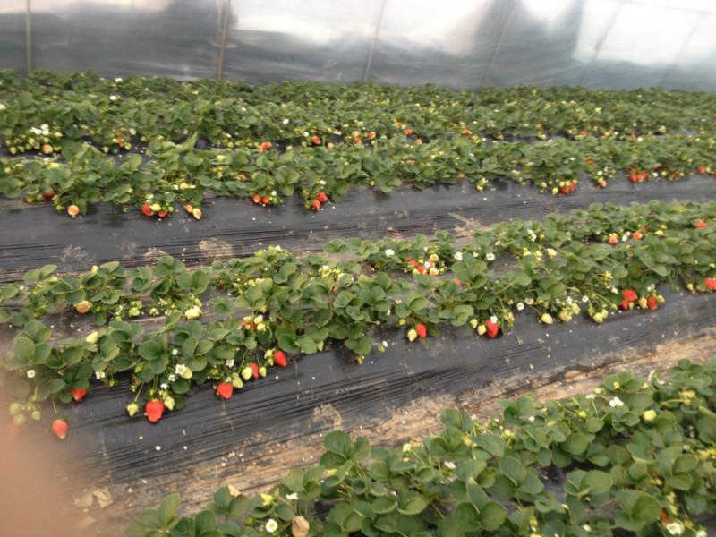 供應河北草莓代收*