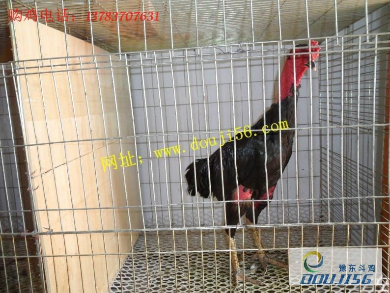 供應(yīng)斗雞苗多少錢一只 斗雞苗成活率高 泰國斗雞苗養(yǎng)殖基地 出售優(yōu)質(zhì)斗雞苗