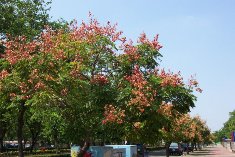 供應(yīng)江西欒樹(shù)，江西欒樹(shù)供應(yīng)商，江西欒樹(shù)批發(fā)價(jià)格