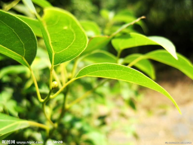 供應(yīng)南昌香樟批發(fā)，南昌香樟，香樟小苗1-50公分批量銷售