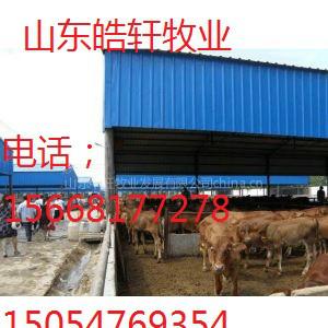 供應常州德州驢-叫驢多少錢一頭