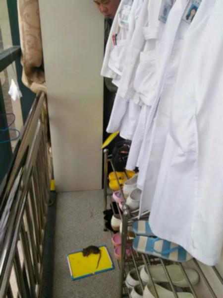 供應(yīng)昆明官渡區(qū)滅老鼠，昆明官渡區(qū)滅老鼠公司，昆明官渡區(qū)滅老鼠服務(wù)