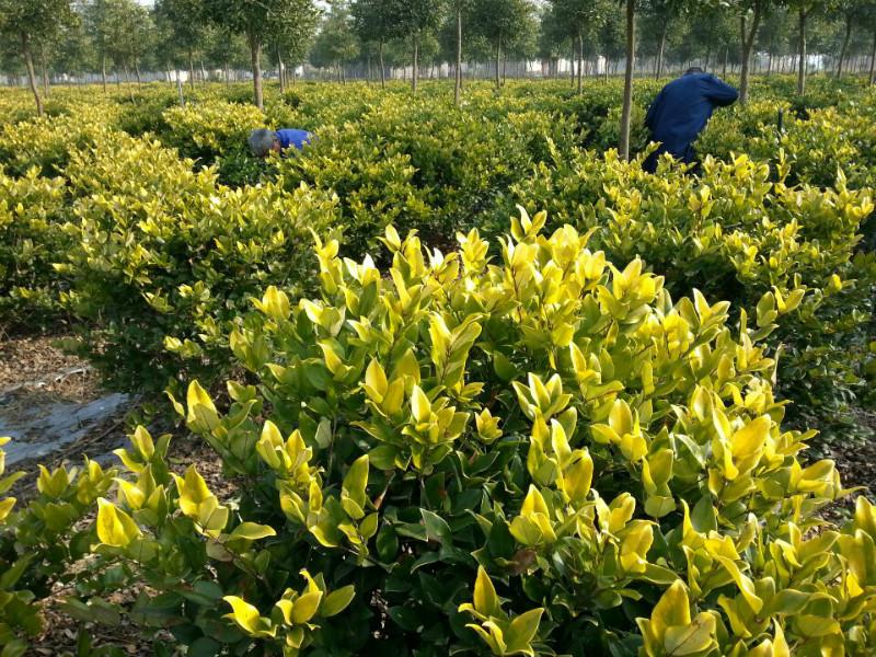 供應(yīng)金森女貞球