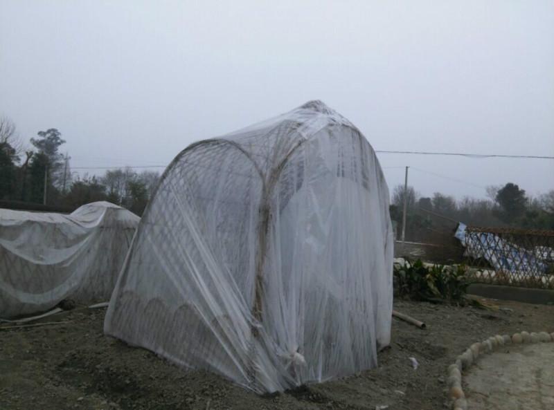 紫薇圖片/紫薇樣板圖 (3)