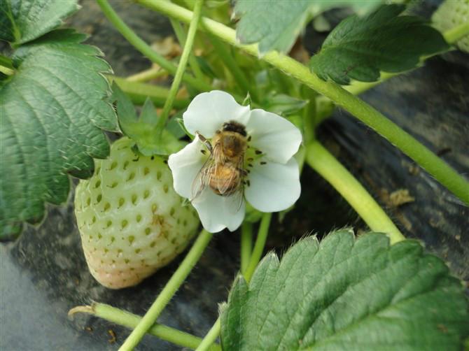 供應(yīng)奶油草莓代收*